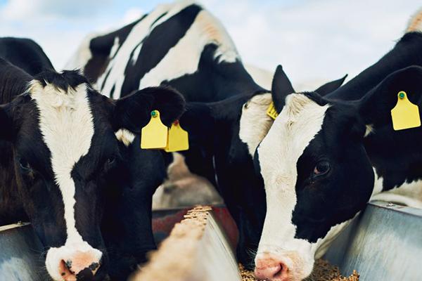 Bioemulsifiers See Growing Demand in Ruminant Feeds