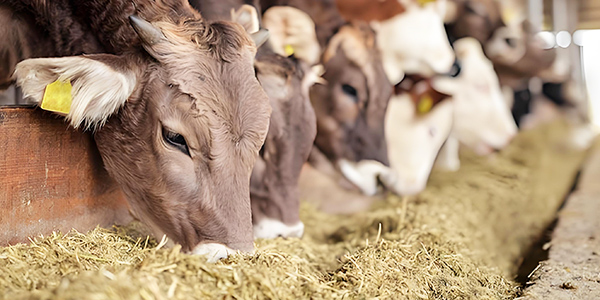 Traditional Chinese medicine planting base